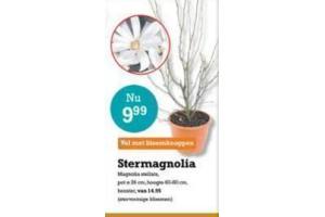 stermagnolia