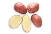 smaak aardappelen roodschillig