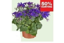 senecio senetti