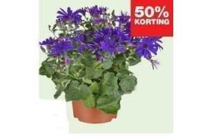 senecio senetti