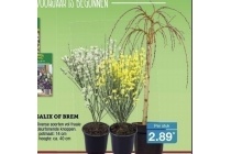 salix of brem