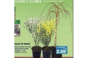 salix of brem