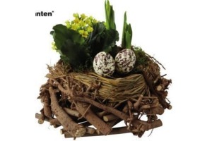 vogelnest met kamerplanten