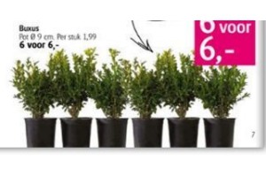 buxus