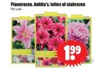 pioenrozen dahlia s lelies of stokrozen