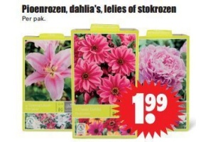 pioenrozen dahlia s lelies of stokrozen