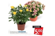 potroos of kalanchoe