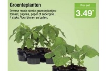 groenteplant