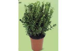 buxus