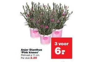 anjer dianthus pink kisses