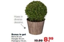 buxus in pot