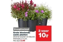 grote bloeiende vaste planten