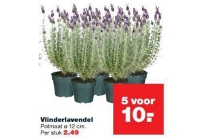 vlinderlavendel