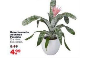 kokerbromelia