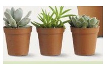 set van 3 vetplantjes