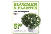 grote struikmargrieten