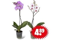 orchidee