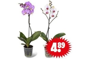 orchidee