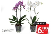 phalaenopsis