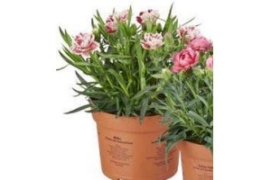 dianthus