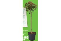 glansmispel op stam photinia little red robin