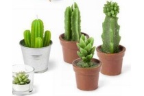 cactuskaars