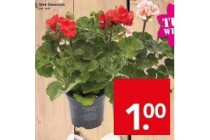 stek geranium