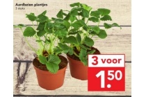 aardbeien plantjes