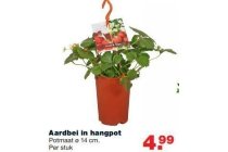 aardbei in hangpot