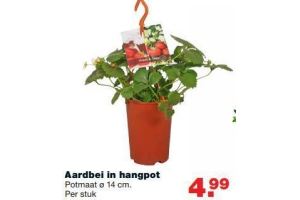 aardbei in hangpot