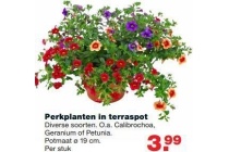 perkplanten in terraspot