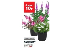 grote bloeiende vaste planten