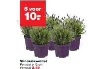 vlinderlavendel