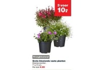 grote bloeiende vaste planten