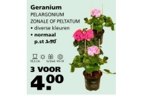 geranium