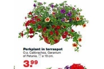 perkplant in terraspot