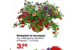 perkplant in terraspot