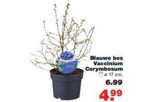 blauwe bes vaccinium corymbosum