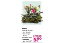 rozen diverse kleuren