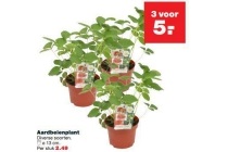 aardbeienplant