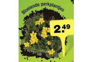 bloeiende perkplantjes