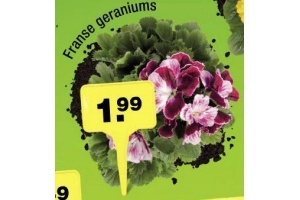 franse geraniums