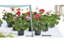 geranium