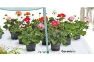 geranium