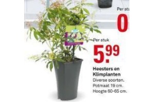 heemsters en klimplanten