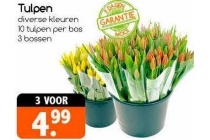 tulpen