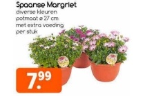 spaanse margriet