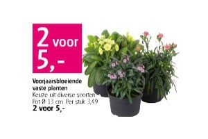 voorjaarsbloeiende vaste planten