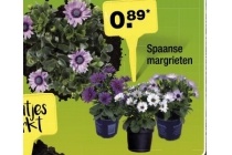 spaanse margrieten