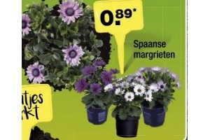 spaanse margrieten